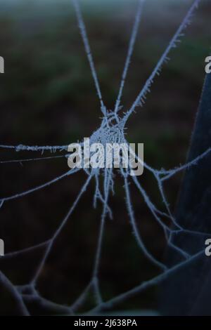 toile d'araignées congelées isolée sur un fond naturel sombre Banque D'Images