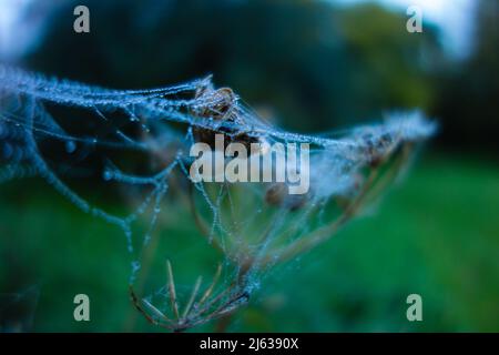 les araignées isolées s'web sur une tête de semence de fleur morte avec de la rosée sur un fond vert naturel Banque D'Images