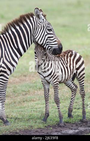 Zèbre des plaines (Equus quagga) foal avec sa mère au cratère de Ngorongoro en Tanzanie Banque D'Images