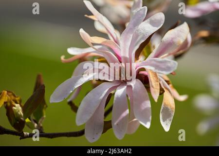 Gros plan d'une fleur de magnolia en pleine floraison Banque D'Images
