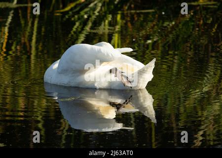 Muet cygne (Cygnus olor) muet le baptême de cygne sur une rivière d'eau verte avec des roseaux en arrière-plan Banque D'Images