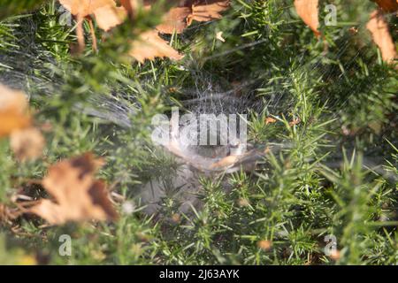 les araignées s'enorsent sur les gorges fleuries avec des feuilles mortes Banque D'Images