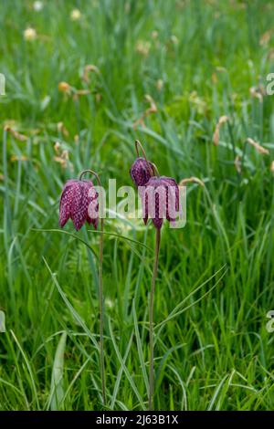 tête de serpent fritillaire avec des fleurs roses et violettes à carreaux Banque D'Images