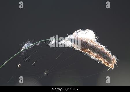 Tête de semence d'herbe à fléole verticale (Phleum pratense) et toile d'araignées avec rétro-éclairage isolé sur un fond vert foncé naturel Banque D'Images