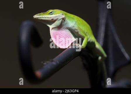 Cary, Caroline du Nord, États-Unis. 27th avril 2022. Un lézard à anole vert mâle vole son ventilateur de gorge dans une cour à Cary, en Caroline du Nord. Cette section rose est en fait un mince rabat de peau qui pend en dessous de la gorge de l'anole verte. Les Anoles sont réputés pour leurs expositions dans lesquelles ils font des poussettes, bob leurs têtes de haut en bas, et de dénfurl leurs dewleps colorés. L'anole mâle l'utilise pour deux buts principaux: Protéger son territoire et attirer un compagnon. (Image de crédit : © Bob Karp/ZUMA Press Wire) Banque D'Images