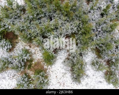 Vue aérienne de la ferme des arbres de Noël après une légère chute de neige. Sheriff Hutton, North Yorkshire, Royaume-Uni. Banque D'Images