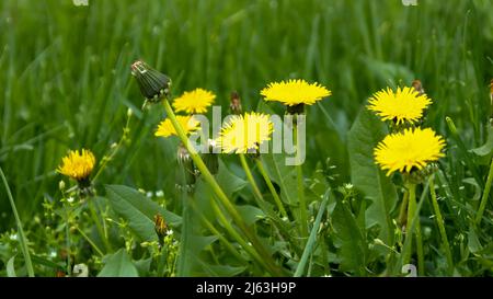 Arrière-plan de printemps avec de belles fleurs jaunes. Gros plan sur le pissenlit dans l'herbe. Banque D'Images
