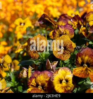 Pot de fleurs en terre cuite rempli de fleurs de violons jaunes et ambrées par le nom de Tiger Eye. Photographié au RHS Wisley Garden, Surrey, Royaume-Uni Banque D'Images