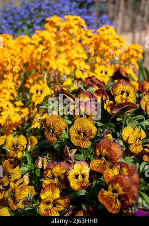 Pot de fleurs en terre cuite rempli de fleurs de violons jaunes et ambrées par le nom de Tiger Eye. Photographié au RHS Wisley Garden, Surrey, Royaume-Uni Banque D'Images