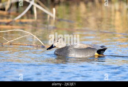 Drake mâle Gadwall Banque D'Images