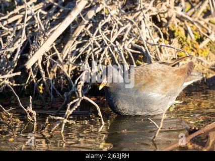 Commune Gallinule Juvenile Banque D'Images