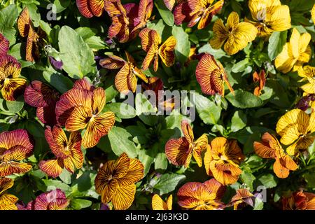 Pot de fleurs en terre cuite rempli de fleurs de violons jaunes et ambrées par le nom de Tiger Eye. Photographié au RHS Wisley Garden, Surrey, Royaume-Uni Banque D'Images