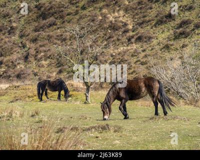 Deux poneys Exmoor paissant sur la lande. Banque D'Images