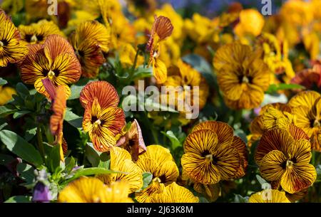 Pot de fleurs en terre cuite rempli de fleurs de violons jaunes et ambrées par le nom de Tiger Eye. Photographié au RHS Wisley Garden, Surrey, Royaume-Uni Banque D'Images