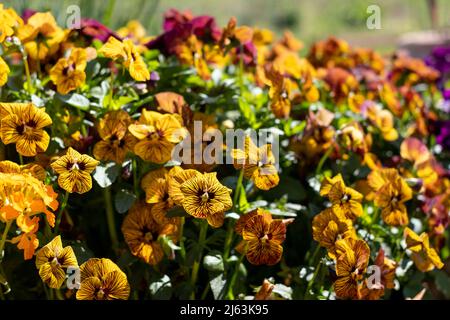 Pot de fleurs en terre cuite rempli de fleurs de violons jaunes et ambrées par le nom de Tiger Eye. Photographié au RHS Wisley Garden, Surrey, Royaume-Uni Banque D'Images