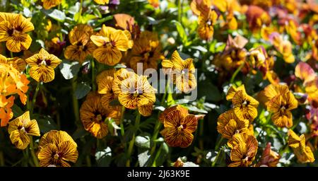 Pot de fleurs en terre cuite rempli de fleurs de violons jaunes et ambrées par le nom de Tiger Eye. Photographié au RHS Wisley Garden, Surrey, Royaume-Uni Banque D'Images