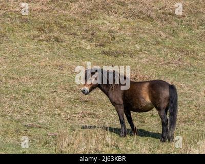 Poney Exmoor au soleil du printemps sur Exmoor. Banque D'Images