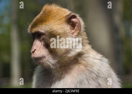 Portraits de macaques barbares (Zoo Rheine, Allemagne) Banque D'Images