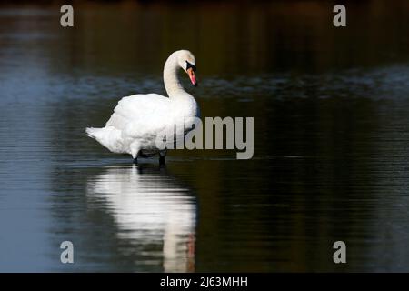 Magnifique mâle Mute Swan et réflexion sur l'eau au lever du soleil Banque D'Images