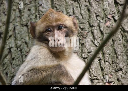 Portraits de macaques barbares (Zoo Rheine, Allemagne) Banque D'Images