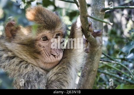 Portraits de macaques barbares (Zoo Rheine, Allemagne) Banque D'Images