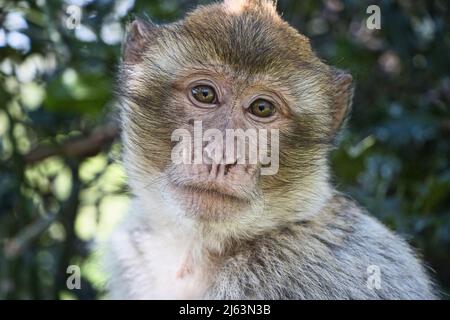 Portraits de macaques barbares (Zoo Rheine, Allemagne) Banque D'Images