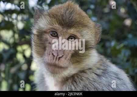 Portraits de macaques barbares (Zoo Rheine, Allemagne) Banque D'Images