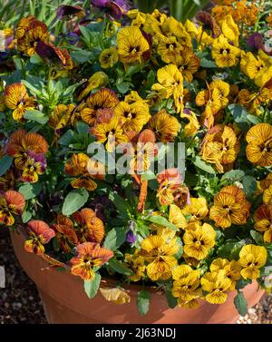 Pot de fleurs en terre cuite rempli de fleurs de violons jaunes et ambrées par le nom de Tiger Eye. Photographié au RHS Wisley Garden, Surrey, Royaume-Uni Banque D'Images