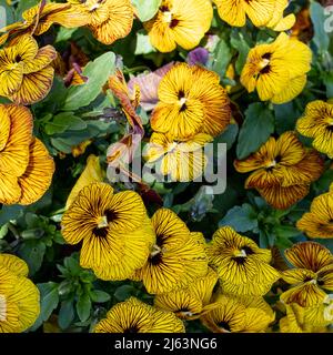 Pot de fleurs en terre cuite rempli de fleurs de violons jaunes et ambrées par le nom de Tiger Eye. Photographié au RHS Wisley Garden, Surrey, Royaume-Uni Banque D'Images