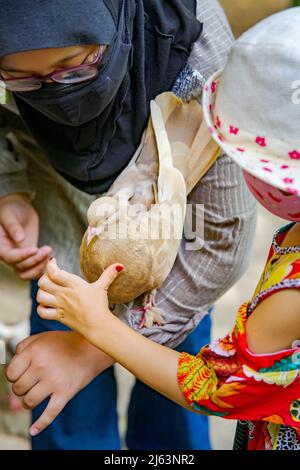 Pigeon reposant à la main d'un enfant. Banque D'Images