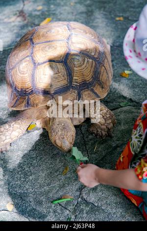 Grandes tortues marchant sur le sol mangeant un légume d'un enfant. Banque D'Images