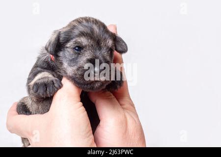 Un petit chiot nouveau-né sur la main du propriétaire. Portrait d'un petit chiot schnauzer miniature aveugle sur fond blanc. Soin des animaux. Journée nationale des chiots Banque D'Images