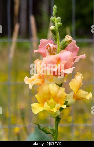 Fleurs multicolores dans des tons pastel de rose, d'orange et de jaune sur une fleur de dragon de Chantilly Mix (Antirrhinum majus) dans un jardin. Banque D'Images