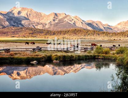 Hereford et angus broutage dans un ranch de montagne. Banque D'Images