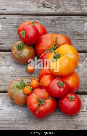 Un assortiment coloré de tomates fraîchement cueillies provenant d'un jardin de la fin de l'été, sur un fond de bois abîmé, photo prise d'en haut. Banque D'Images