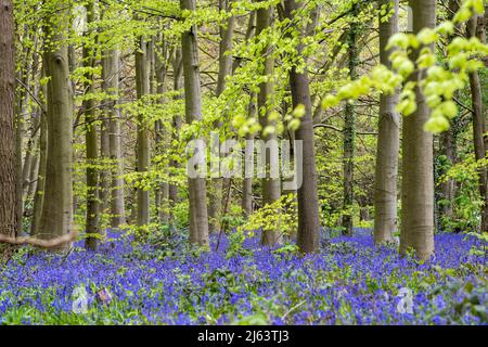 Spring Bluebells à Clumber à Notinghamshire Angleterre Royaume-Uni Banque D'Images