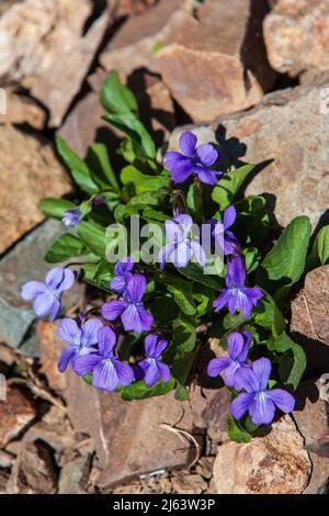 Fleurs violettes de la Viola adunca (Hookedspur Violet) en pleine floraison par une journée ensoleillée près de Crystal Mountain, dans la chaîne des Cascades de l'ouest de Washington. Banque D'Images