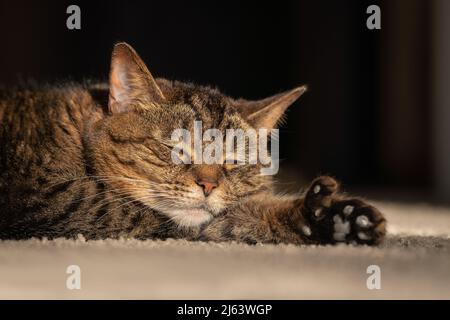 Adulte tabby chat, paw mitten, dormir dans la lumière du matin Banque D'Images