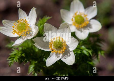 Les fleurs de l'Anemone de l'Ouest blanc (Pulsatilla occidentalis) fleurissent le long d'un sentier alpin près de Mt. Rainier, Washington, États-Unis. Banque D'Images