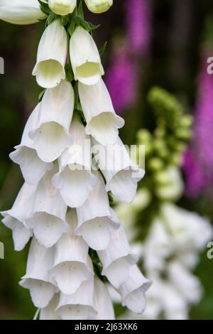 Gros plan photographie verticale de fleurs de renfgant blanc (Digitalis) en fleur avec un arrière-plan de mise au point douce. Banque D'Images