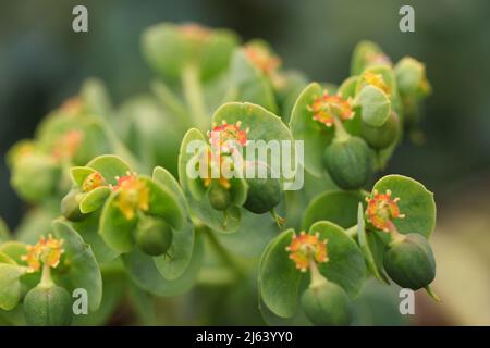 Macro Abstract of Myrtle Spurge Plant , Euphorbia cacias subsp. Wulfenii Banque D'Images