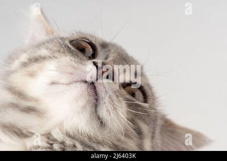 Museau d'un chat tabby gris, vue de dessous, arrière-plan clair, gros plan. Portrait d'un chaton curieux à superposer sur vos photos. Banque D'Images