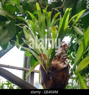 Platycerium bifurcatum dans la serre du jardin Apothecary. Banque D'Images