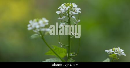 Plante à fleurs de moutarde à l'ail , Alliaria petiolata Banque D'Images