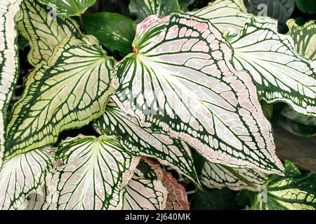 Le Caladium est un genre de plantes à fleurs de la famille des Araceae. Ils sont souvent connus par le nom commun oreille d'éléphant, coeur de Jésus, et ailes d'ange. Banque D'Images