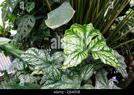 Le Caladium est un genre de plantes à fleurs de la famille des Araceae. Ils sont souvent connus par le nom commun oreille d'éléphant, coeur de Jésus, et ailes d'ange. Banque D'Images