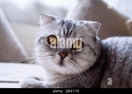 Un grand chat écossais gris à plier donne sur l'extérieur Banque D'Images