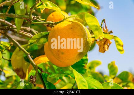 Fruit mandarin sur un arbre. Mandarin mûrissant. Banque D'Images