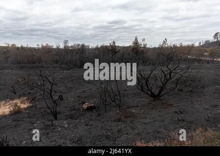 Chaîne des cendres, Pirbright, Surrey, quelques jours après un grand incendie de landes de bruyère, a brûlé 300 hectares de terres appartenant au ministère de la Défense, un habitat important pour la faune, Royaume-Uni, avril 27 2022 Banque D'Images