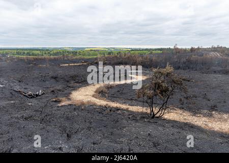 Chaîne des cendres, Pirbright, Surrey, quelques jours après un grand incendie de landes de bruyère, a brûlé 300 hectares de terres appartenant au ministère de la Défense, un habitat important pour la faune, Royaume-Uni, avril 27 2022 Banque D'Images